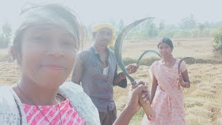 ऐसे काटते हैं मस्ती मस्ती में धान youtube Ksingh 💃💃💃💃💃💃 [upl. by Martinson]