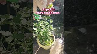 bushychrysanthemumChrysanthemum plantgardeningtipsandtricks [upl. by Tomaso511]