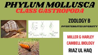 Class GastropodaPhylum Mollusca Zoology B Invertebrates Biology [upl. by Gauldin]