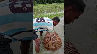 Polo fish video fish shorts tanding fishing video fishing Village fishing part 134 [upl. by Weisler]