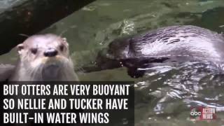 WATCH  Otter pups learn to swim at Oregon Zoo [upl. by Anina]