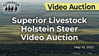 Superior Livestock Holstein Steer Video Auction [upl. by Ronica]