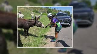 Custer State Park Wild Life Loop Burro Crossing [upl. by Ran]