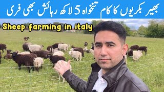 Sheep Farming in Italy  Best Ever Job In Italy [upl. by Udella544]