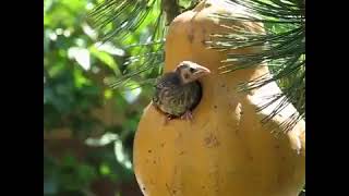 cowbird feeding chicks 🐦💕🐤 birds birdslover chicks fyp subcribemychannel MeeHuang [upl. by Lerual]