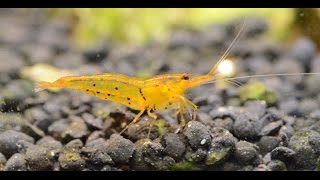 Beautiful Orange ShrimpTangerine Tiger Shrimp [upl. by Loos]