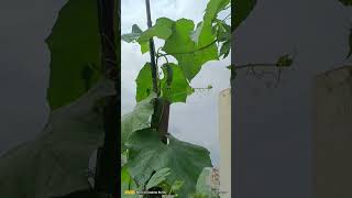 My gilki plant gardendesign terracegardening gardening gardenideas nature [upl. by Drofwarc]