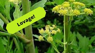 How to Grow Lovage [upl. by Eedrahs]