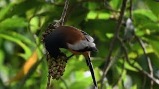 Rufous Treepie bird হাঁড়িচাচা [upl. by Barb377]