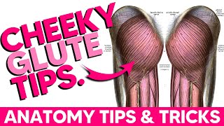 The Glutes│Anatomy Tips Tricks and Mnemonics [upl. by Risa]