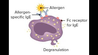 9 Hypersensitivity reactions Type 1 Hypersensitivity anaphylactic reaction شرح بالعربي [upl. by Sawyor512]