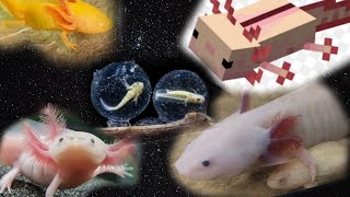 Axolotl Yavruları ÇıktıArtemia Çıkımı YapıyorumYavruların Çoğu Ölmüş 😞axolotl axolotls animals [upl. by Still]