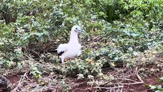 Redfooted booby gathering nesting material [upl. by Aldrich869]