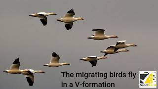 What Leaders can learn from Bird Flying in V formation [upl. by Chemar]