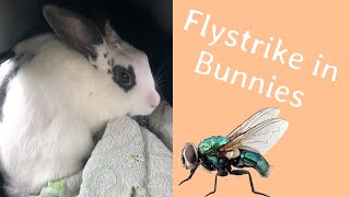 Flystrike in Bunnies [upl. by Mozes]