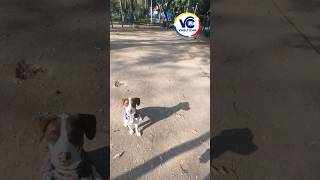 ESPECIALISTAS en PASEOS INDIVIDUALES para tu perrito 🐕 dog caninos perros [upl. by Sivartal313]