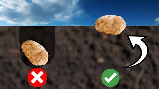 Best EASIEST Way to Plant Potatoes [upl. by Anirbak]