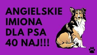 Angielskie Imiona Dla Psa  40 ŚWIETNYCH Imion  Imionowo [upl. by Alby]