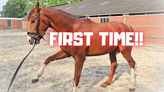 First time ever for Rising Star A bridle with bit And lunging him  Friesian Horses [upl. by Hagi]