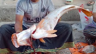 Amazing Giant Wallago Attu Koral Fish Cutting In Dhaka Fish Market  Fish Cutting Skills [upl. by Dory]