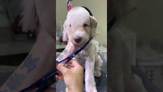 BEDLINGTON TERRIER PUPPY FACELIFT 🐶 🙉🐾pets groomer cute groomingtime [upl. by Donaghue]