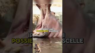 Le mascelle degli ippopotami sono assurde 😱 animals shorts [upl. by Kwasi]