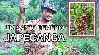 Os muitos benefícios da JAPECANGA SALSAPARRILHA SMILAX OFFICINALIS [upl. by Oilerua712]