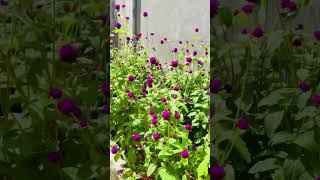 vadamalli gomphrena flower naturelovers flowergarden purpleflower 🌸💜 [upl. by Godden731]