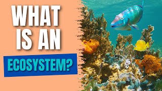 What is an Ecosystem  Populations Communities Abiotic amp Biotic Factors [upl. by Ethban218]