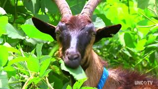 Goats on this NC farm are helping control the invasive Kudzu weed [upl. by Nadnerb859]