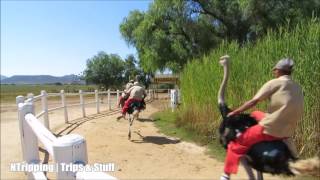 Ostrich Racing near Oudtshoorn Klein Karoo South Africa [upl. by Etnoj]