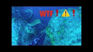 ⚠️❌ SPEARFISHING WTF Huge MORAY Eel VS ME Attack❌⚠️ [upl. by Marcellus]