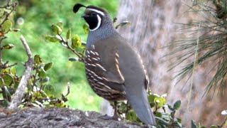 The Sound of California Quail [upl. by Nohsad]