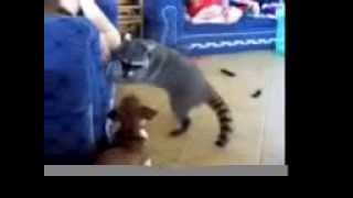 Raccoon vs Chihuahua [upl. by Haceber]