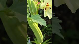 White Okra or Karkala bili bende youtubeshorts okra vegitable mangalore karkala [upl. by Ateinotna]