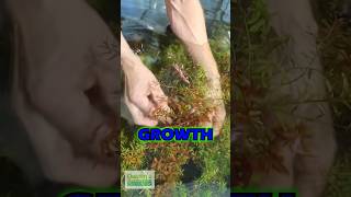 Quick Tip Rotala Rotundifolia  PART 2 [upl. by Savannah]