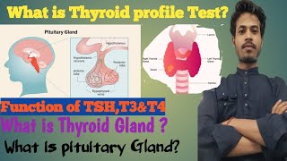 thyroid profile testTSHT3T4 testthyroxinenormal range tsht3t4hypothyroidismhyperthyroidism [upl. by Ailecnarf]