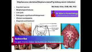 Stephanurus dentatus infectionCause morphology life cycle pathogenesis clinical sign diagnosis [upl. by Loredo]