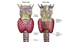 Glandula thyroidea Qalqonsimon bez Glandula parathyroidea Qalqon orqa bezlari Калконсимон без [upl. by Adnana]