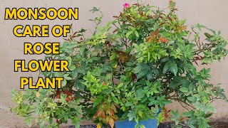 Monsoon care of Rose flower plant [upl. by Cammy]