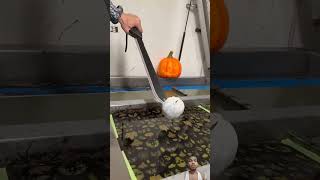 Hydro Dipping Pumpkin [upl. by Neff]