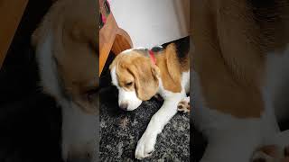 🦴🐕🐼💕 beagleworld cutebeagle beagleslover doglover cute beaglebaby [upl. by Notyalk429]