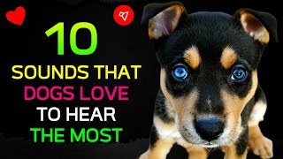 10 Sounds That DOGS Love to Hear the Most ♥️ [upl. by Annahc]