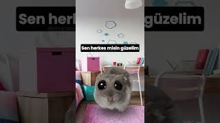 Böyle olan arkadaşlarına gönder 😂 hamster sadhamster üzgünhamster [upl. by Shulins]