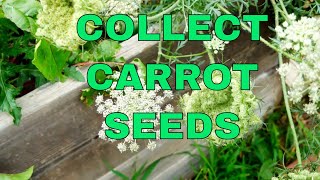 Never Buy Seeds Again  How to Collect Carrot Seeds [upl. by Reube]