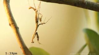 Praying Mantis Molting 720p [upl. by Healey]