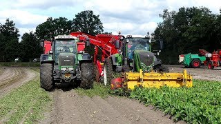 Cichorei woelen en rooien in een werkgang met Grimme Rootster 604 [upl. by Atinuj]