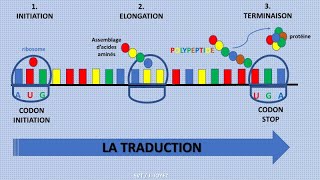 La traduction de lARNm en protéines [upl. by Airtap18]