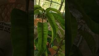 R2E2 Mango best online plants delivery8272926495 [upl. by Yatzeck]