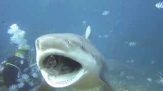 Punched a 10ft BULL SHARK in the face [upl. by Idas]